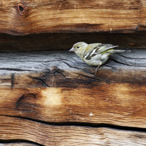 En bokfink hunn på en tømmervegg.